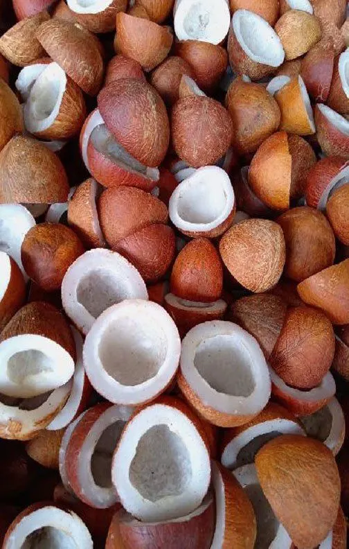 Coconut Copra